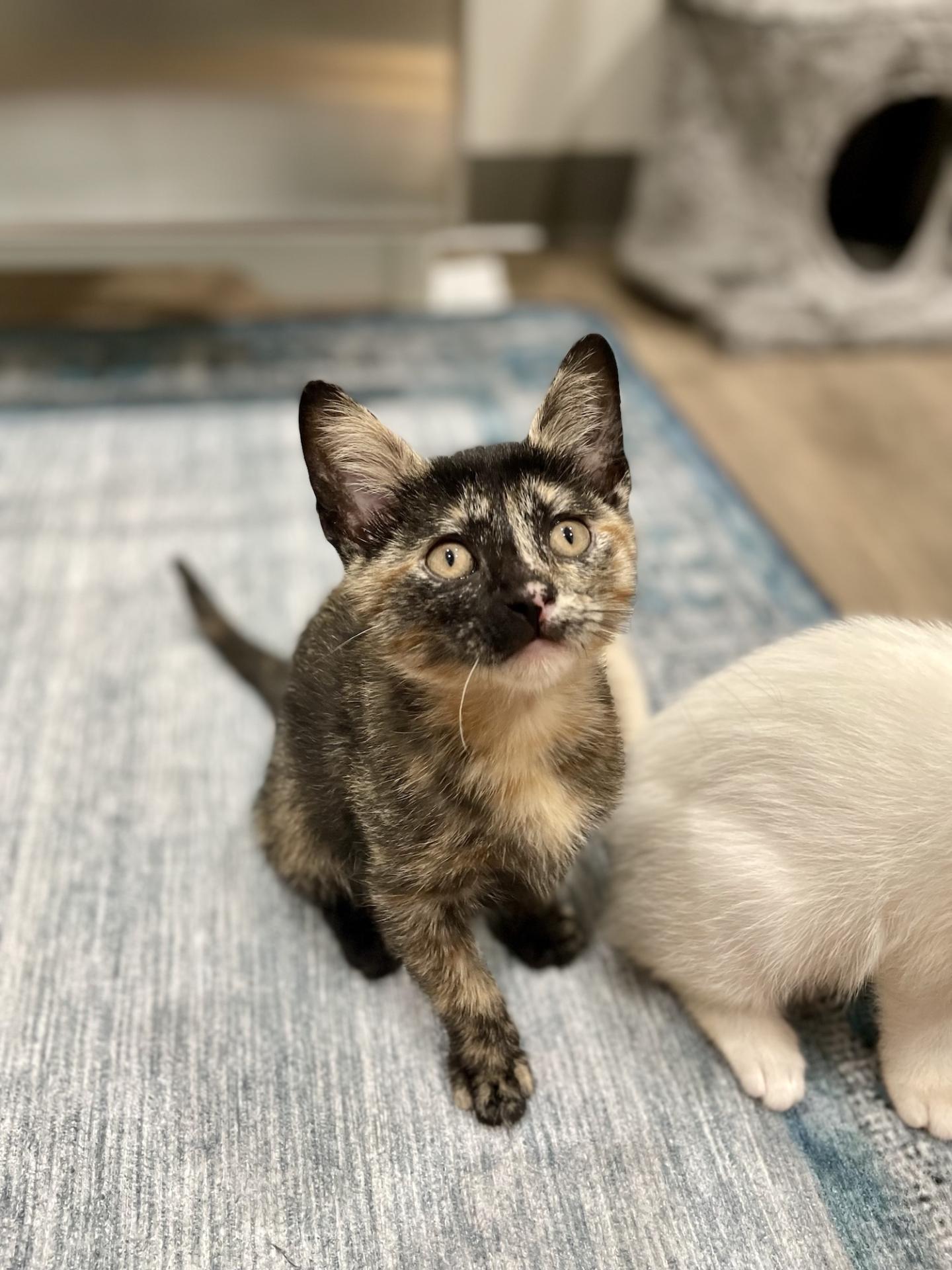 Kylla Kitten Torti