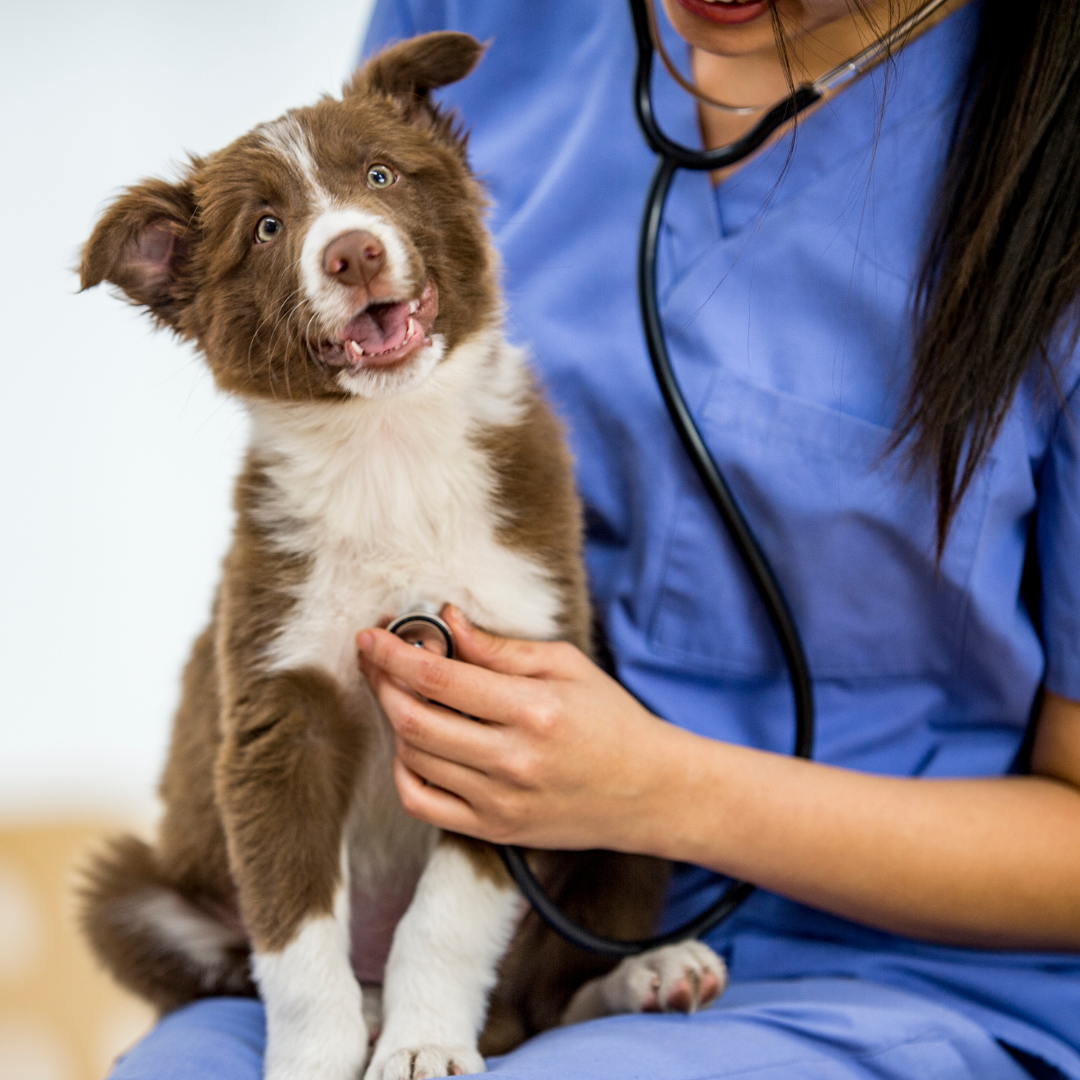 Puppy At Vet Puppy At Vet