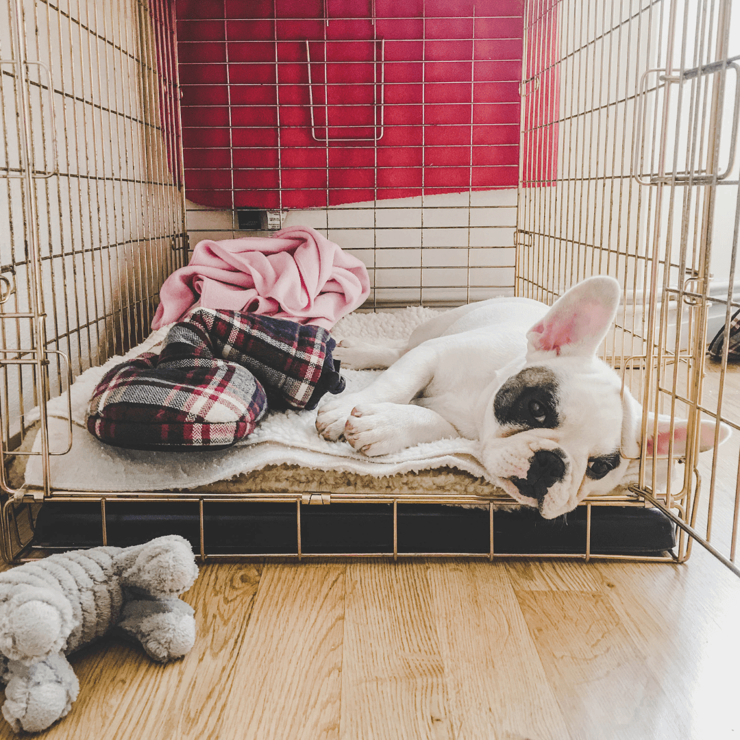 Puppy Crate Training Puppy Crate Training