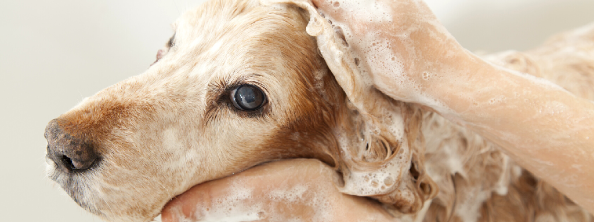 A dog taking a shower with soap and water