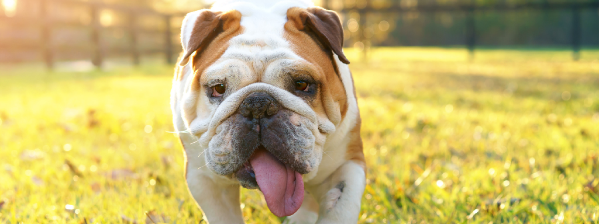 Purebred English bulldog dog canine pet walking towards viewer getting exercise outside in yard grass fenced area looking happy fit hot determined focused