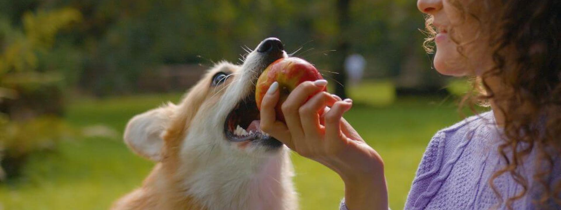 Pet owner feeding dog apple. Can dog's eat apples?