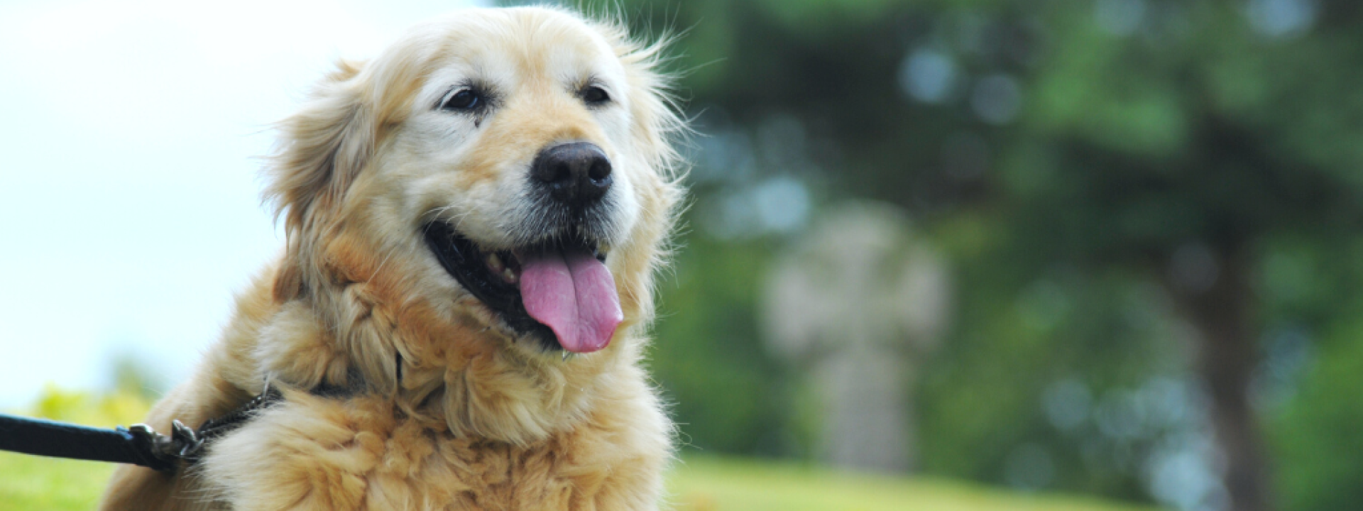 Panting Golden retriever lying down waiting for owner